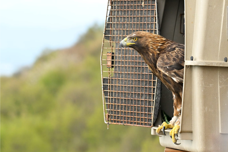 Aquila