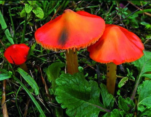 funghi rossi