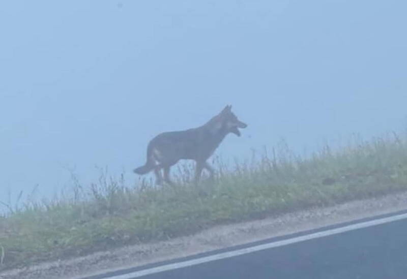 Lupo Brogliano