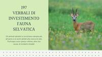 Polizia provinciale Foto 12